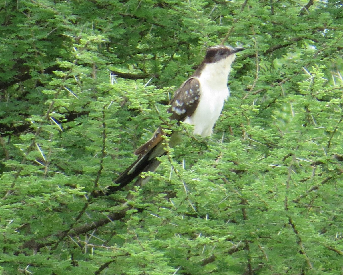 Great Spotted Cuckoo - Pam Campbell