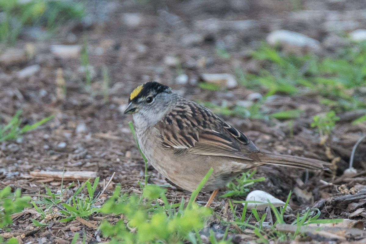 Golden-crowned Sparrow - ML94578991