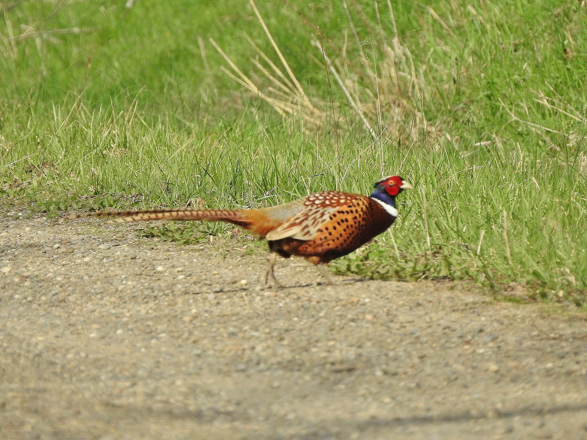 Ring-necked Pheasant - ML94582941