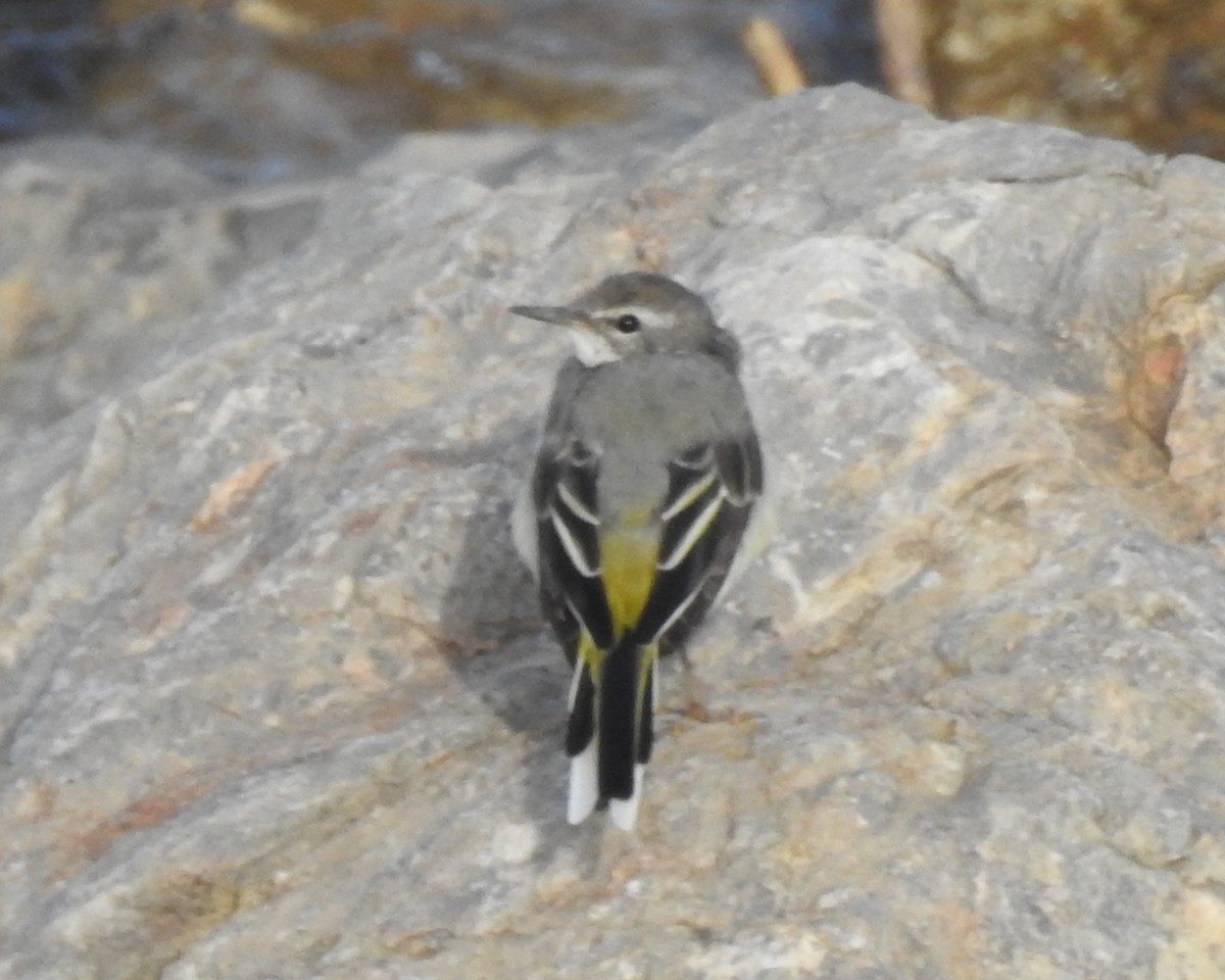 Gray Wagtail - Scott Young
