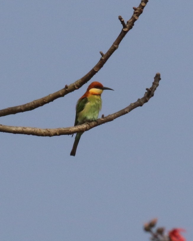Chestnut-headed Bee-eater - ML94584321