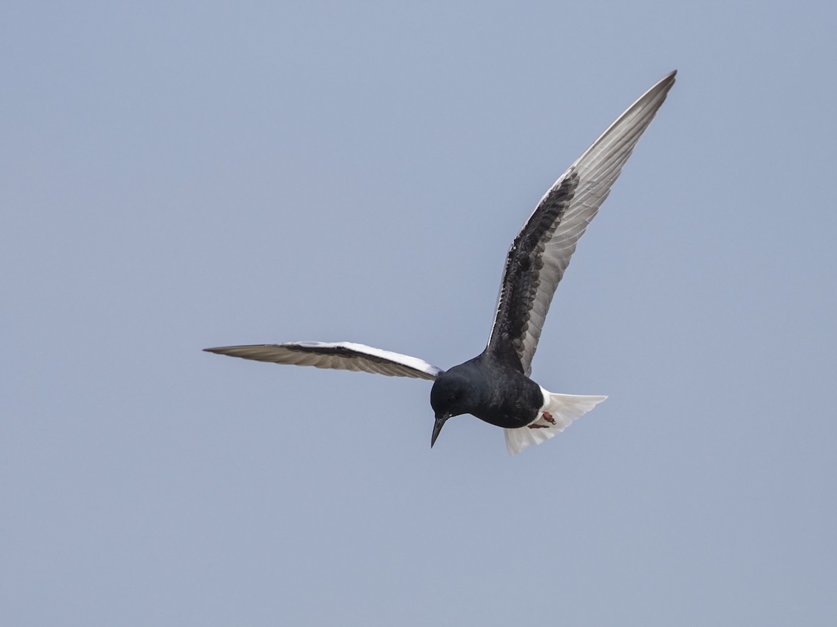 White-winged Tern - Niall D Perrins