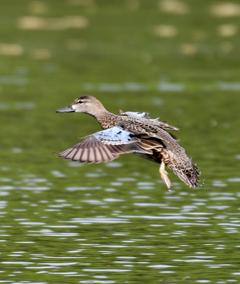 Blue-winged Teal - ML94590561