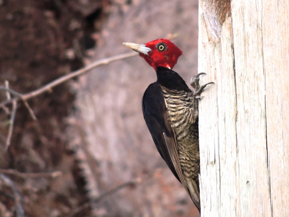 Pale-billed Woodpecker - ML94591231