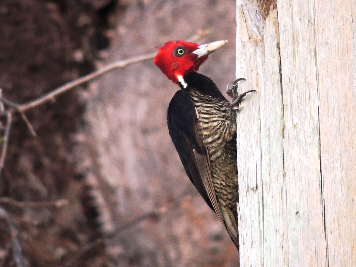 Pale-billed Woodpecker - ML94591251