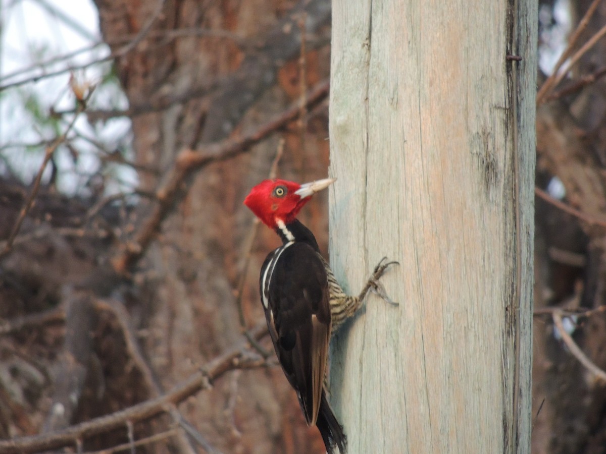 Pale-billed Woodpecker - ML94591271