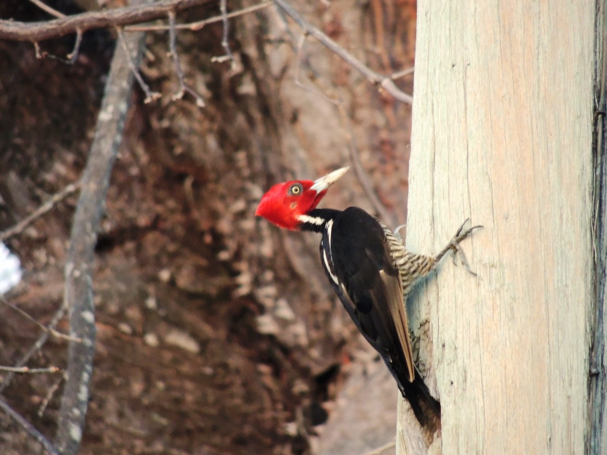 Pale-billed Woodpecker - ML94591301