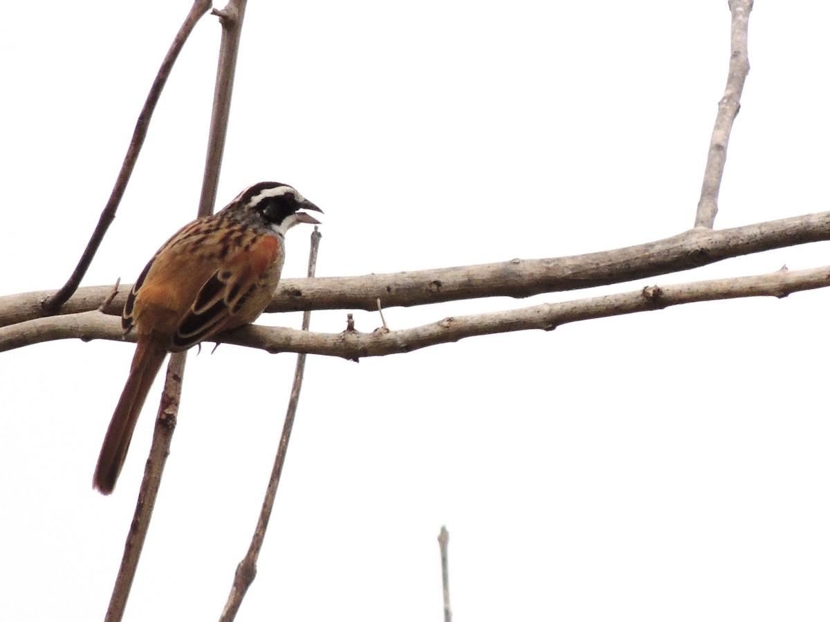 Stripe-headed Sparrow - ML94591551