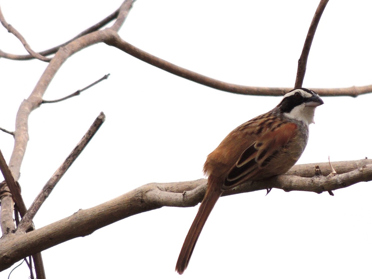 Stripe-headed Sparrow - ML94591561