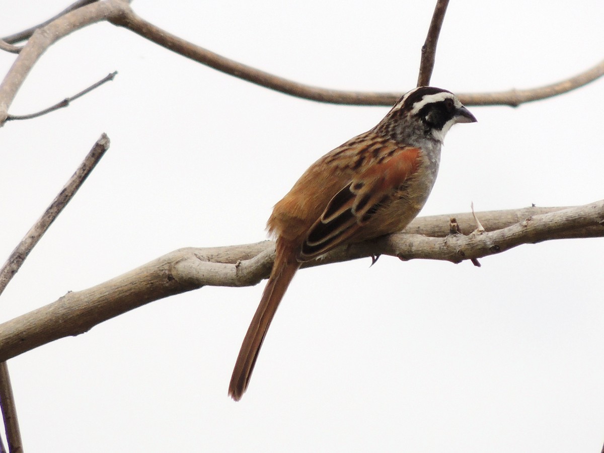 Stripe-headed Sparrow - ML94591611