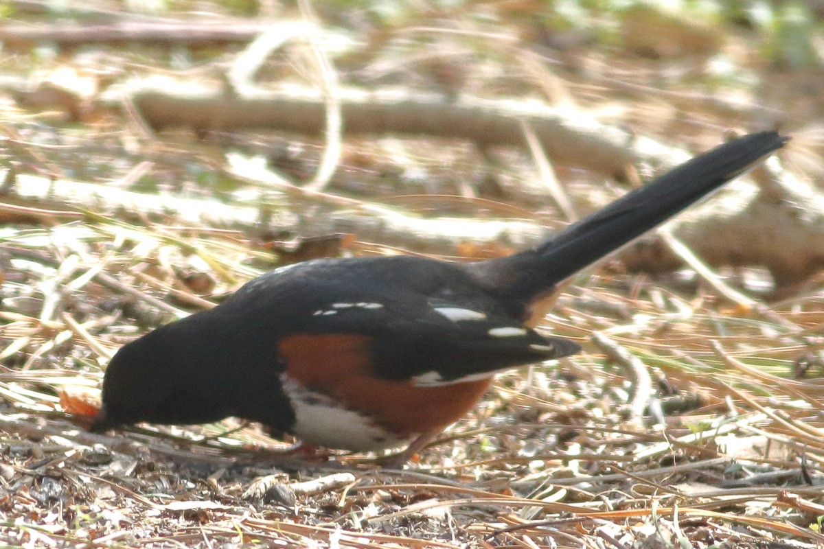 EBird Checklist - 14 Apr 2018 - Wellfleet Bay Wildlife Sanctuary (Mass ...