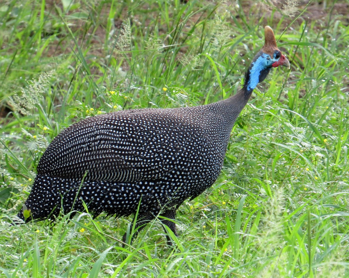 Helmeted Guineafowl - Pam Campbell