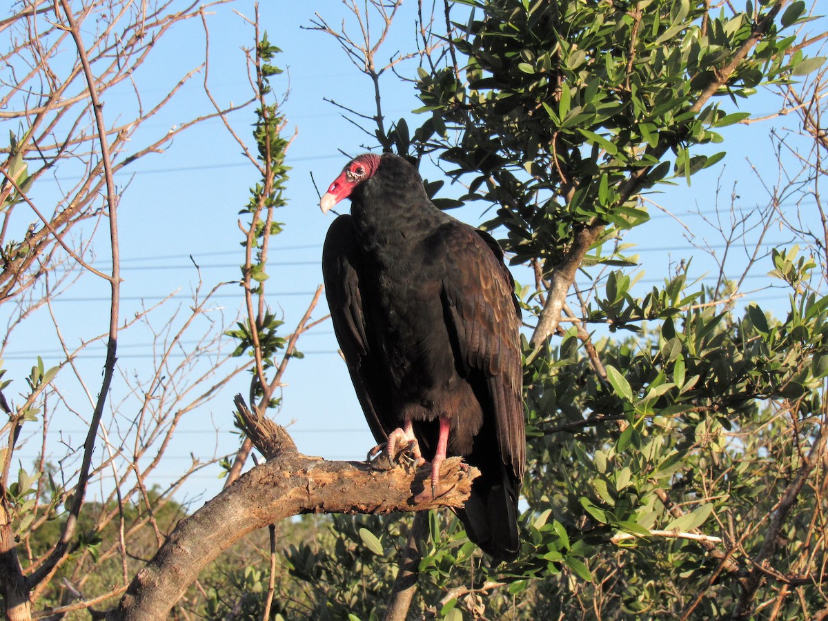 Turkey Vulture - pete wrublewski