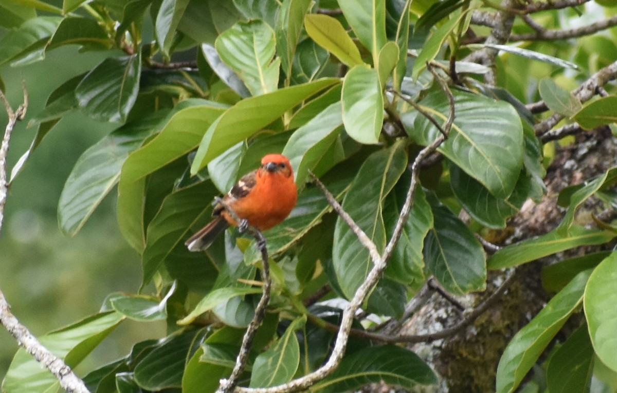 Flame-colored Tanager - Paul Jay