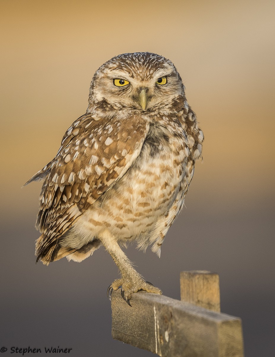 Burrowing Owl (Florida) - Stephen Wainer
