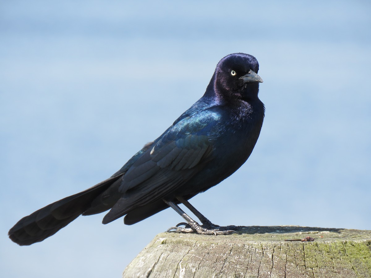 Boat-tailed Grackle - ML94602921
