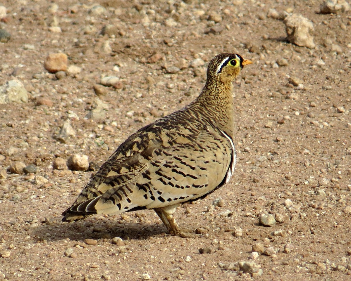 Black-faced Sandgrouse - Pam Campbell