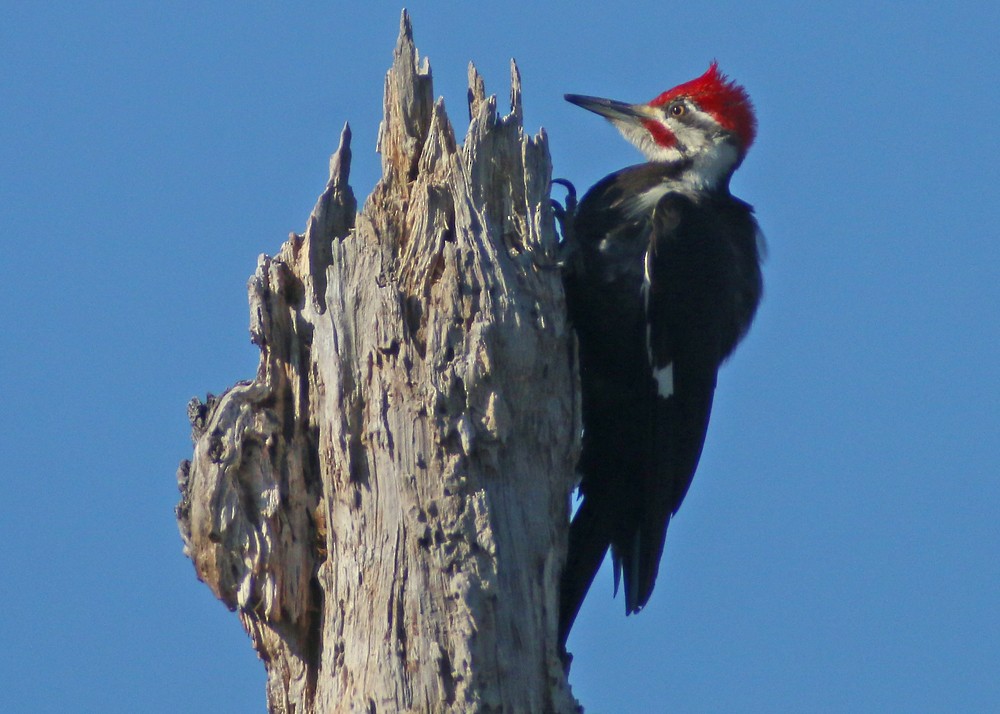 Pileated Woodpecker - Corey Finger