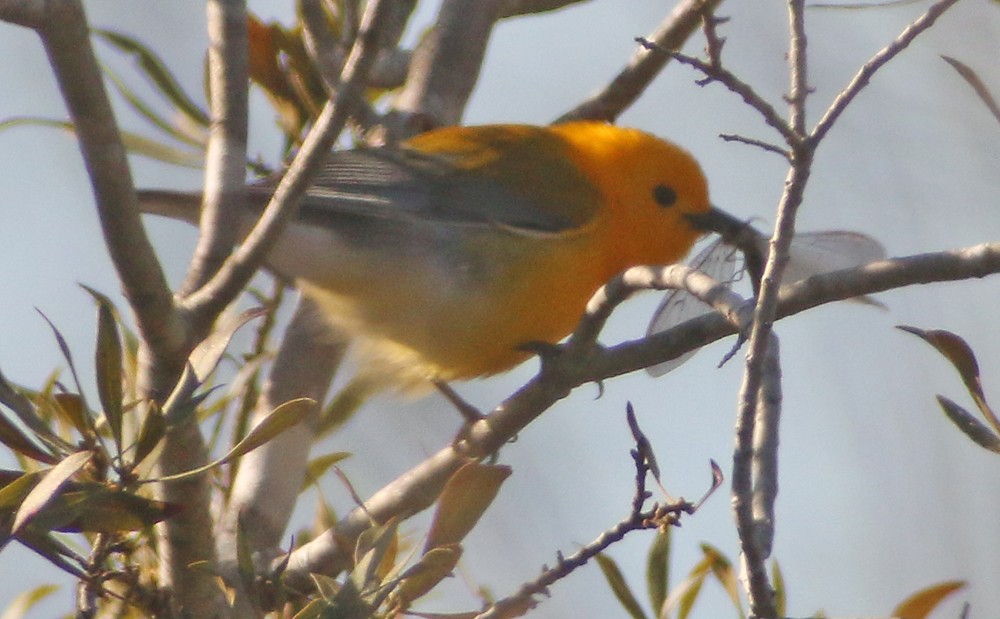 Prothonotary Warbler - Corey Finger