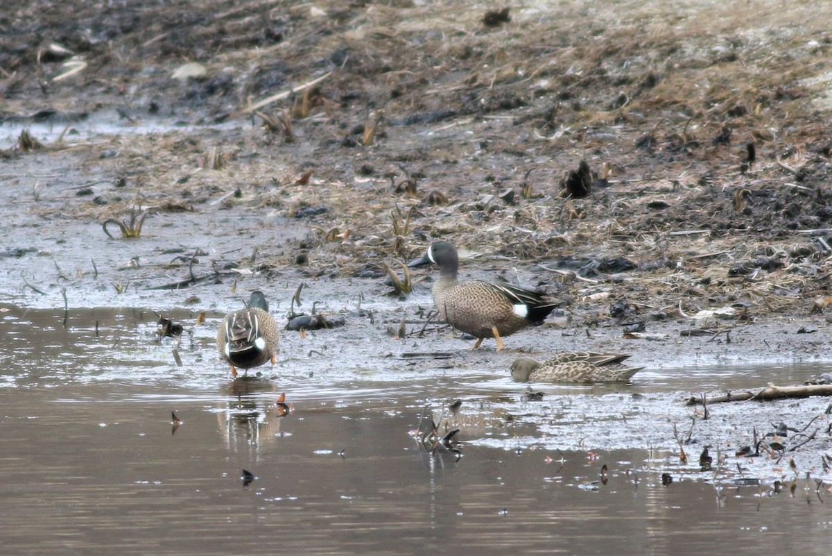 Blue-winged Teal - ML94604261