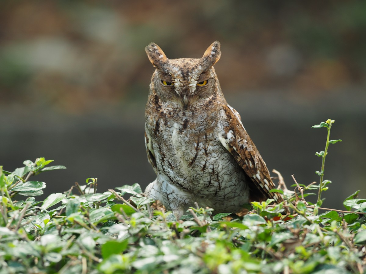 Oriental Scops-Owl - Sakkarin Sansuk