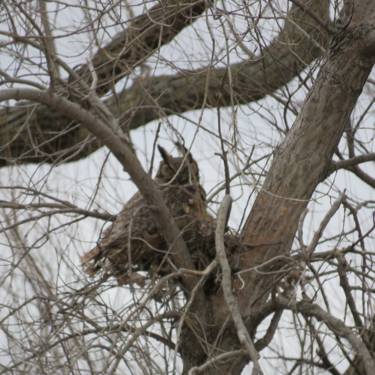 Great Horned Owl - ML94605481