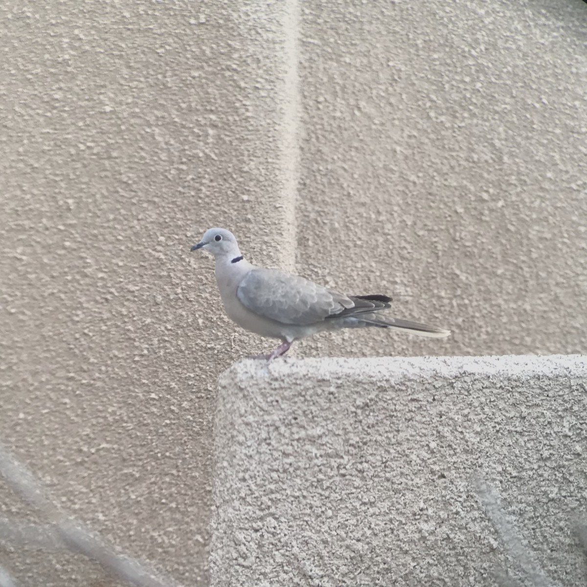 Eurasian Collared-Dove - ML94608481
