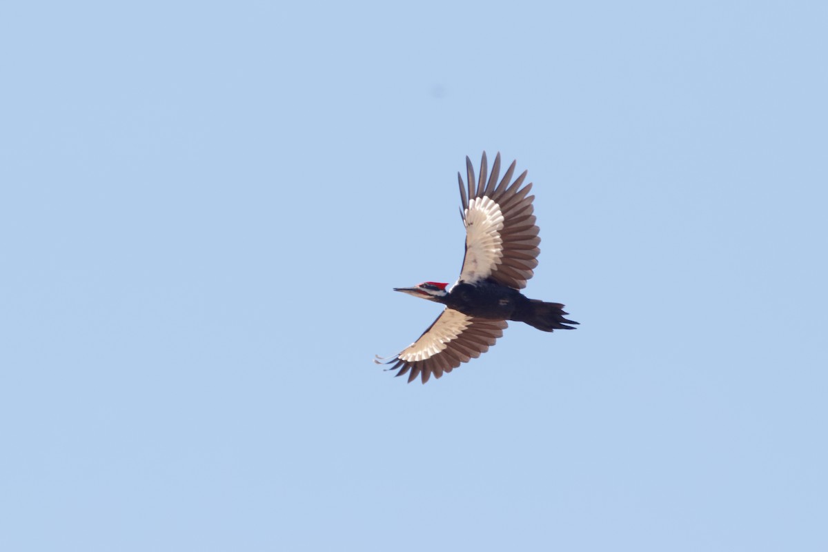 Pileated Woodpecker - Steve Kolbe