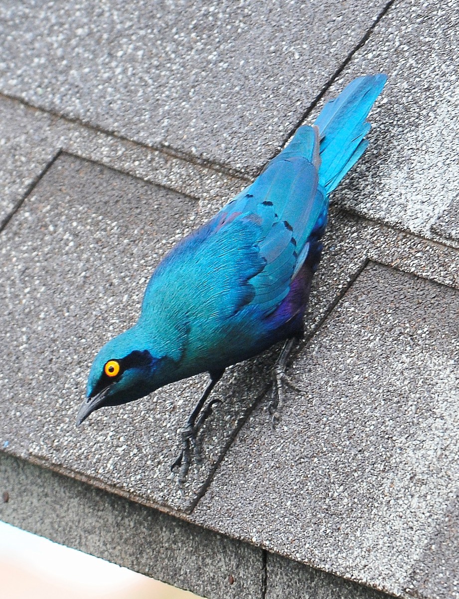Greater Blue-eared Starling - ML94612961