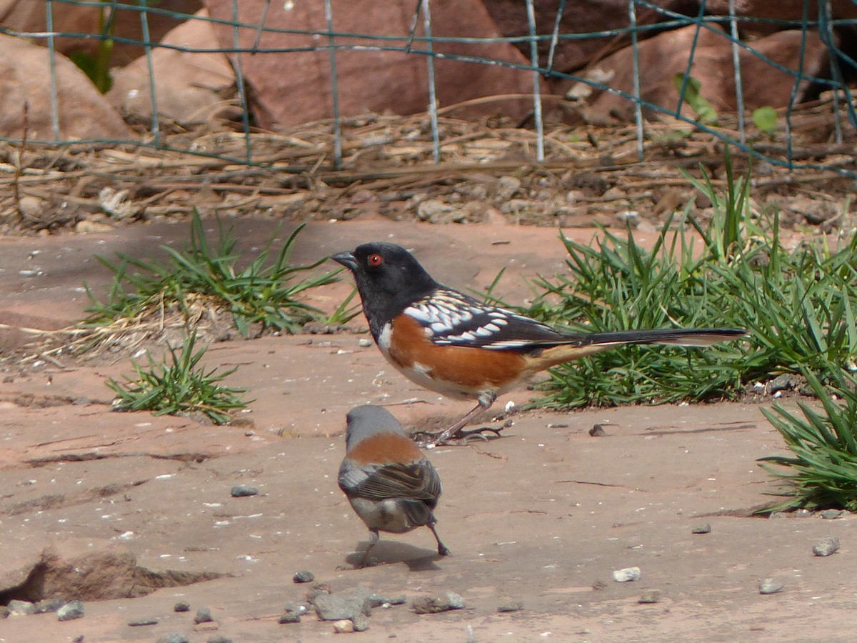 Spotted Towhee - ML94616911