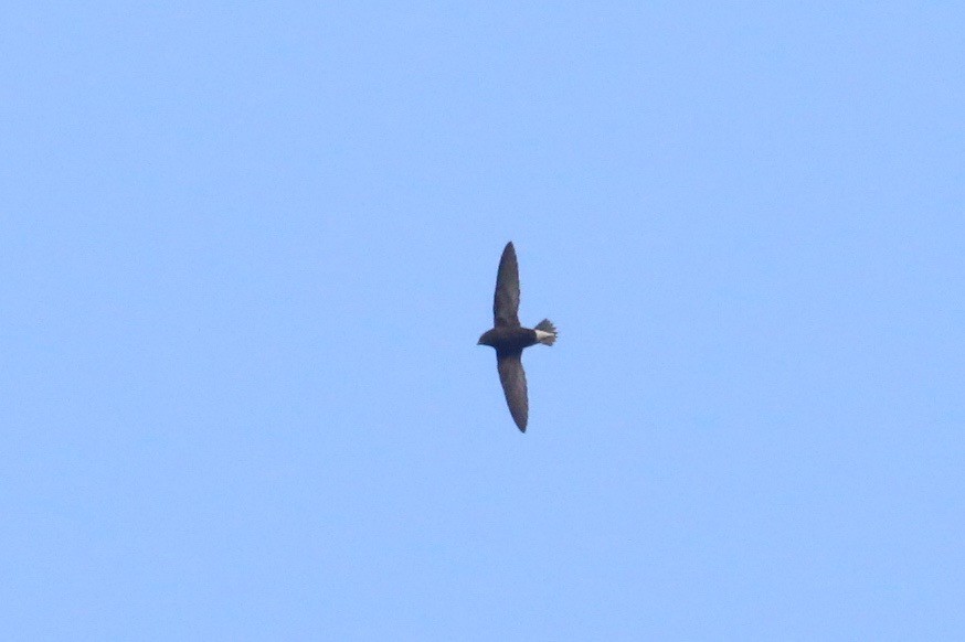 Brown-backed Needletail - ML94626891