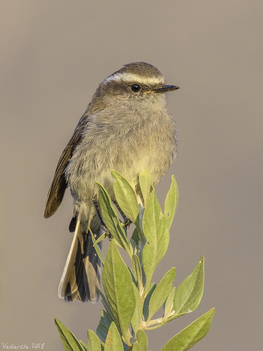 White-browed Chat-Tyrant - ML94628181