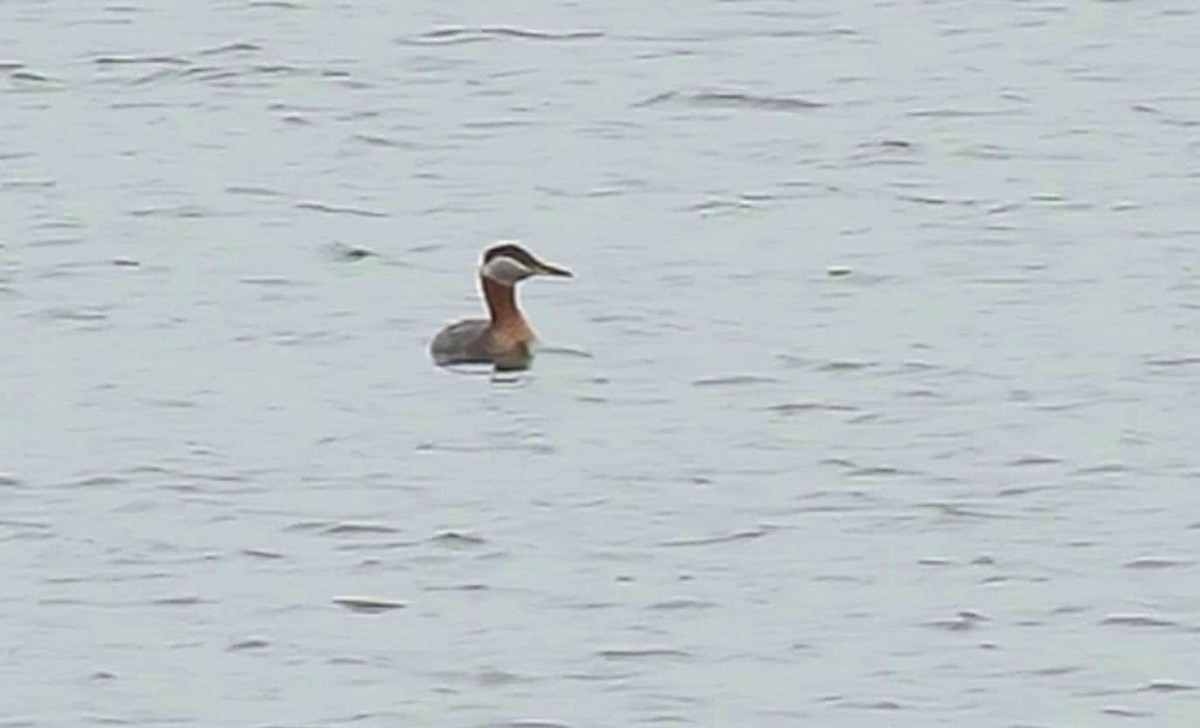 Red-necked Grebe - ML94631511
