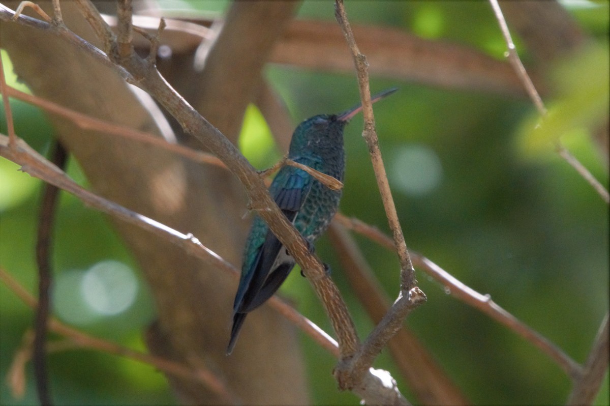Steely-vented Hummingbird - Monterrey Zambrano