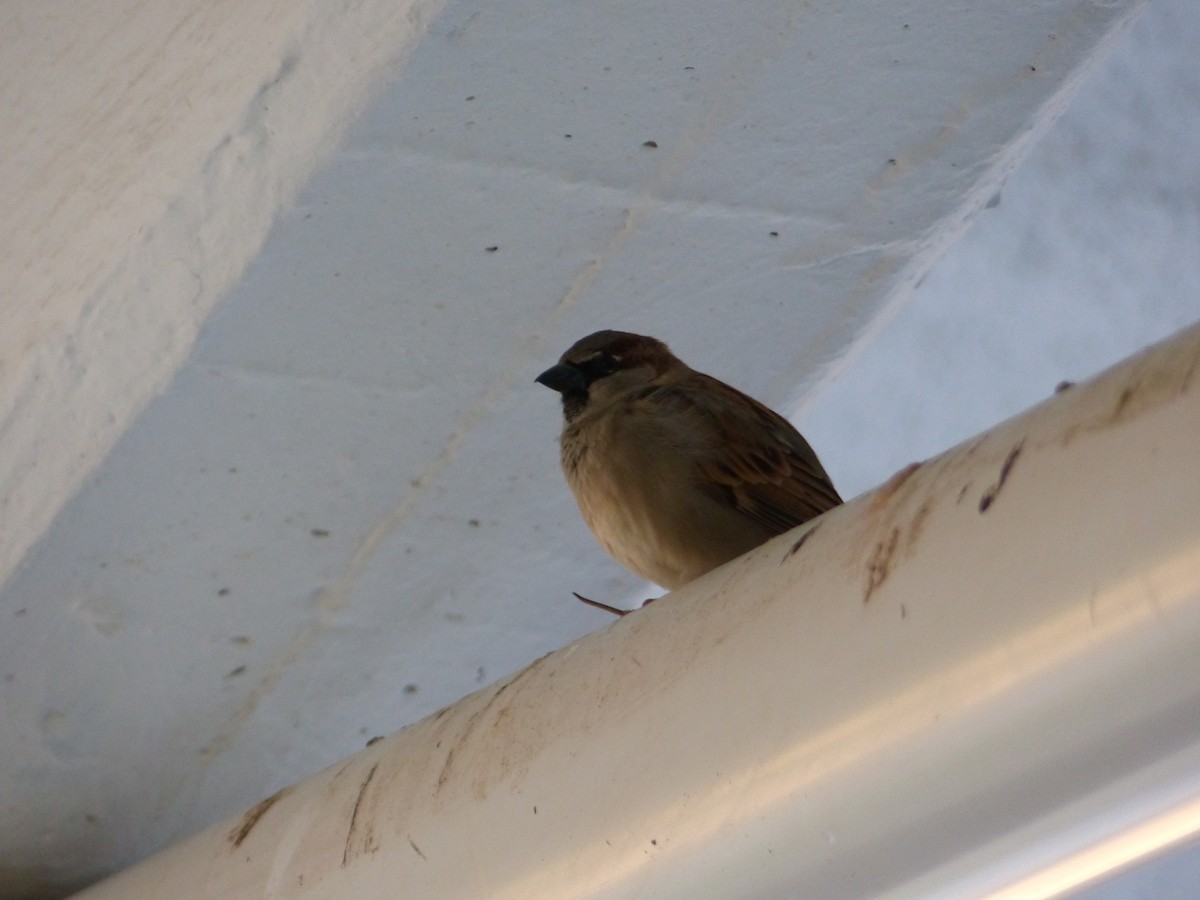 House Sparrow - ML94633381
