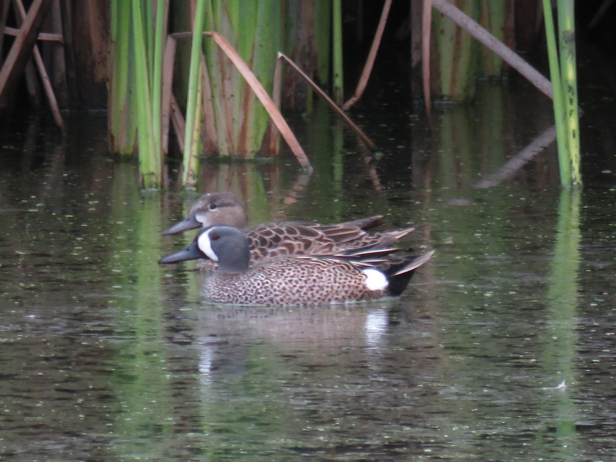 Blue-winged Teal - ML94633971
