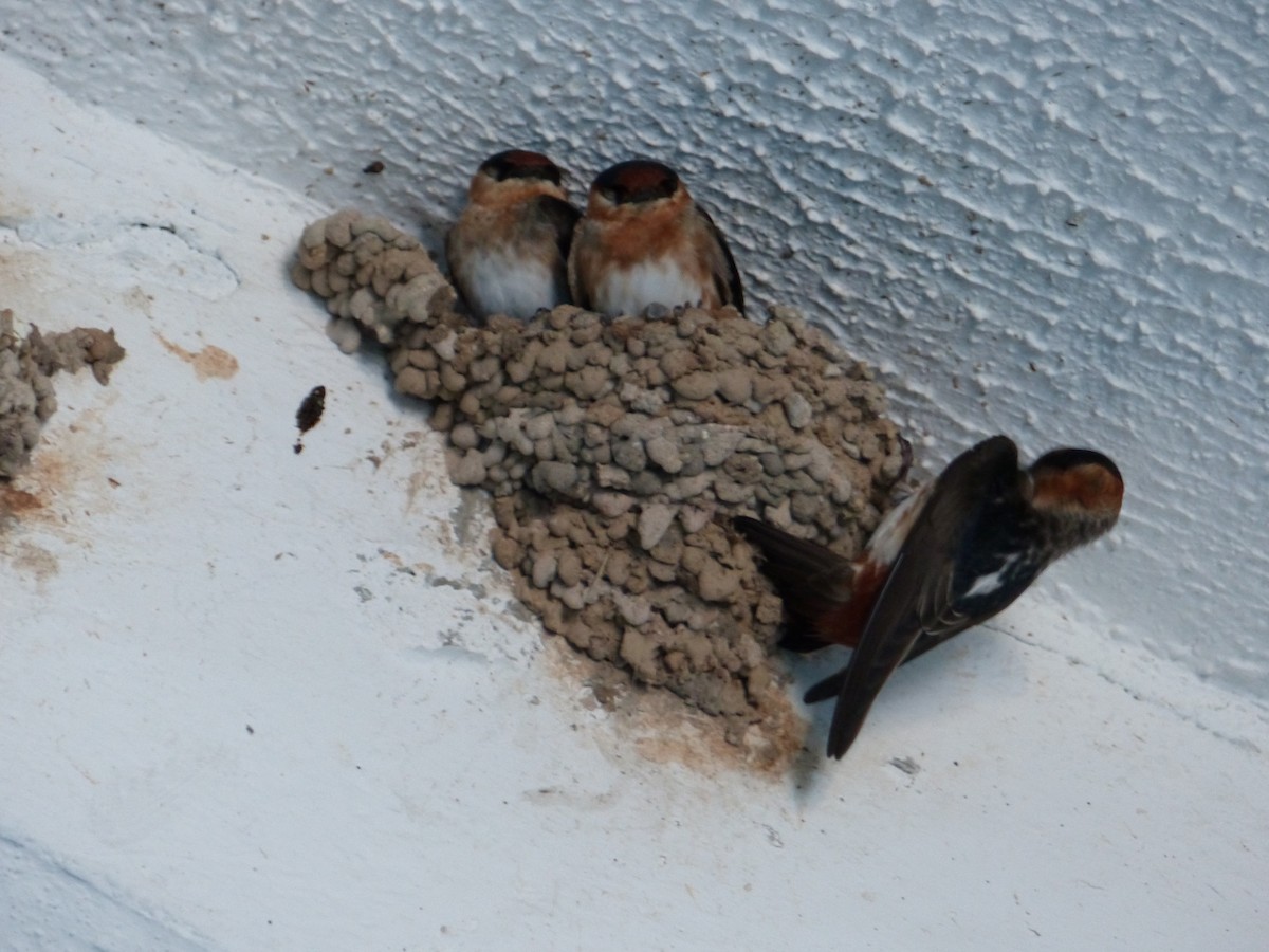 Cave Swallow - ML94634071
