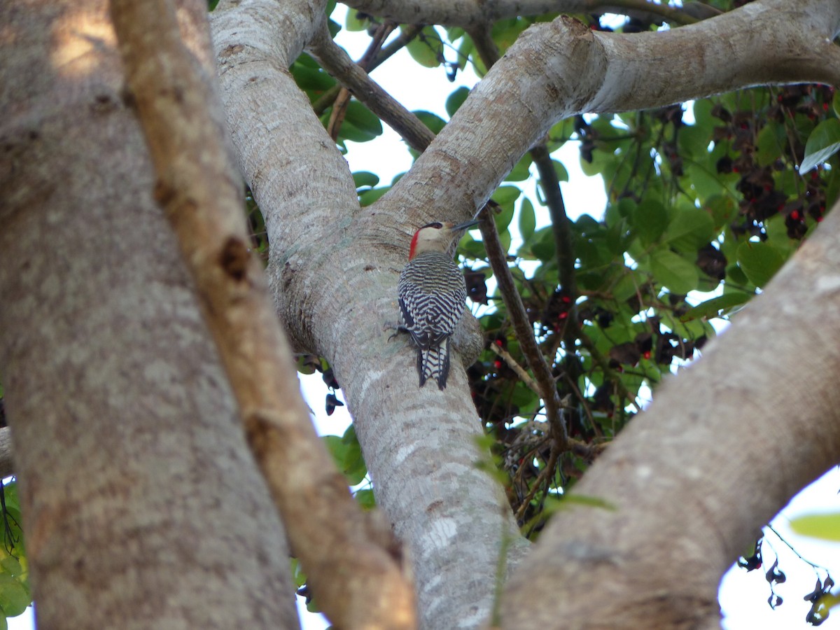 West Indian Woodpecker - Claire Bélanger