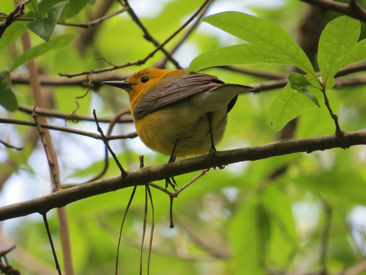 Prothonotary Warbler - ML94638791