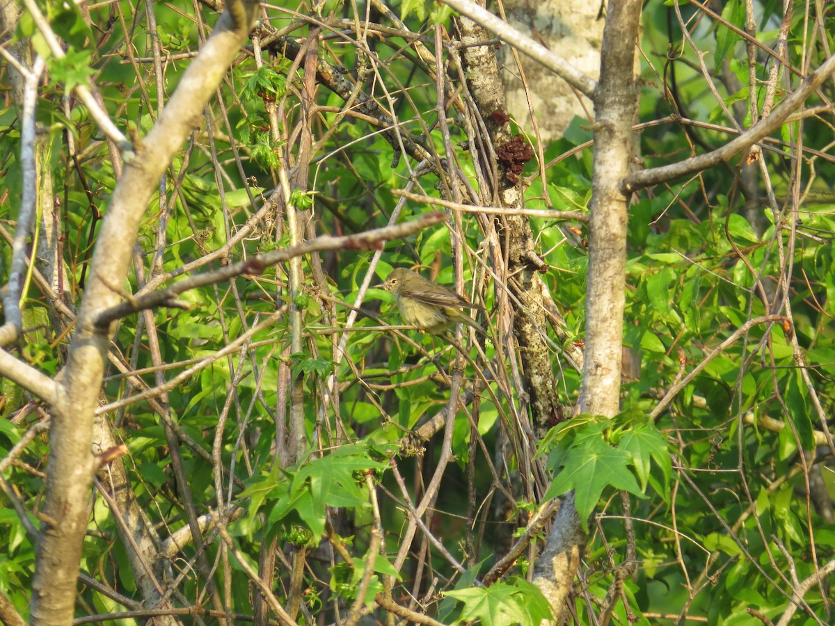 Orange-crowned Warbler - ML94638901