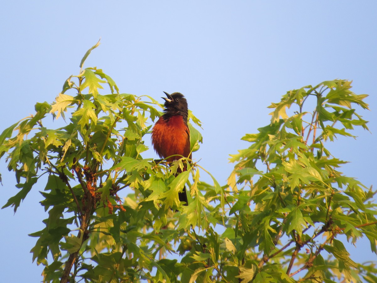 Orchard Oriole - ML94639411