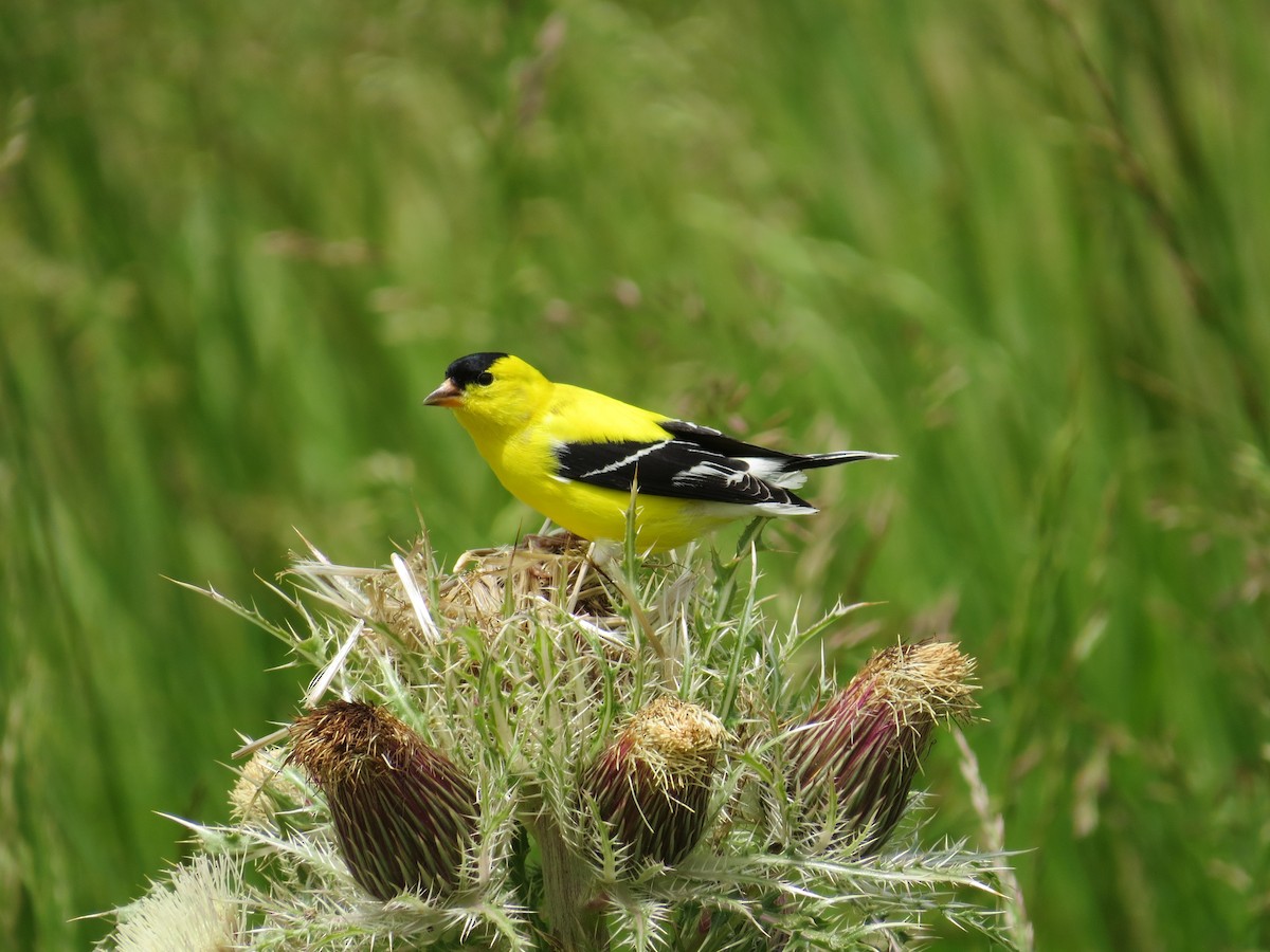 American Goldfinch - Andrew Bell