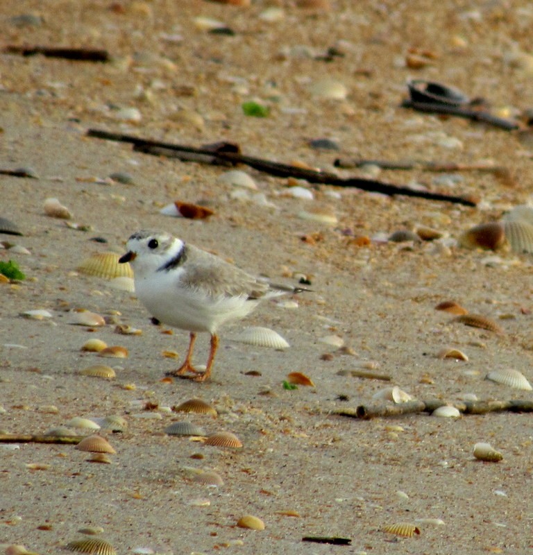 Piping Plover - ML94640111