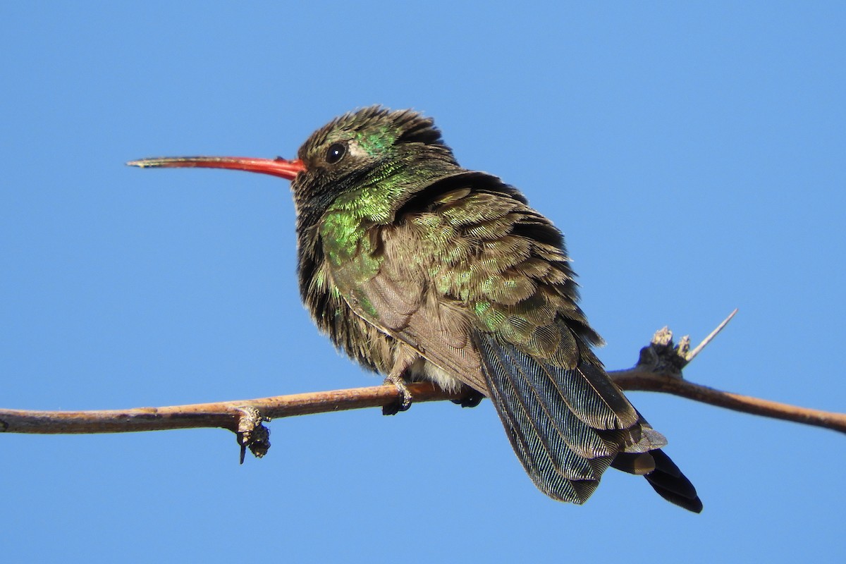 Broad-billed Hummingbird - Susan Voelker