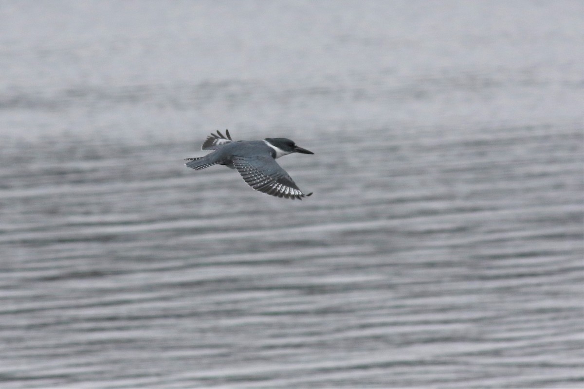 Belted Kingfisher - ML94640771
