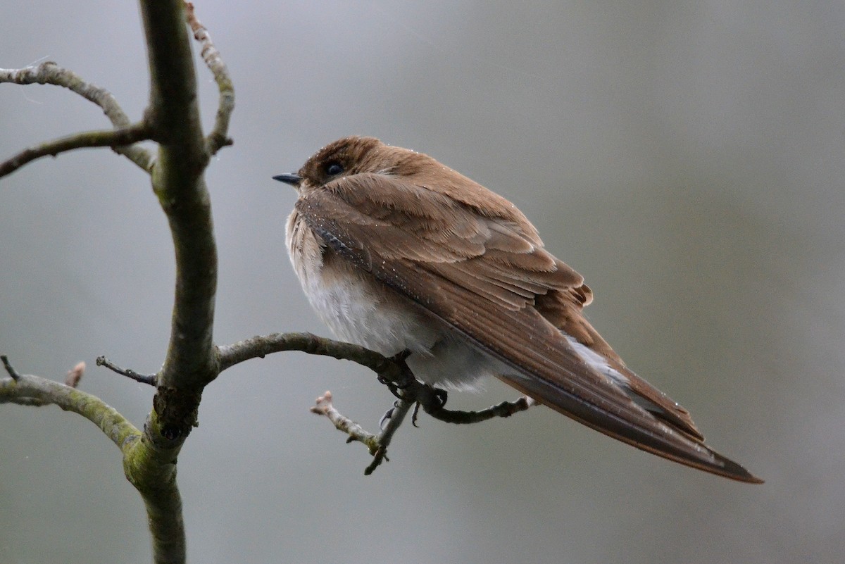 Northern Rough-winged Swallow - Tom Buehl Jr.