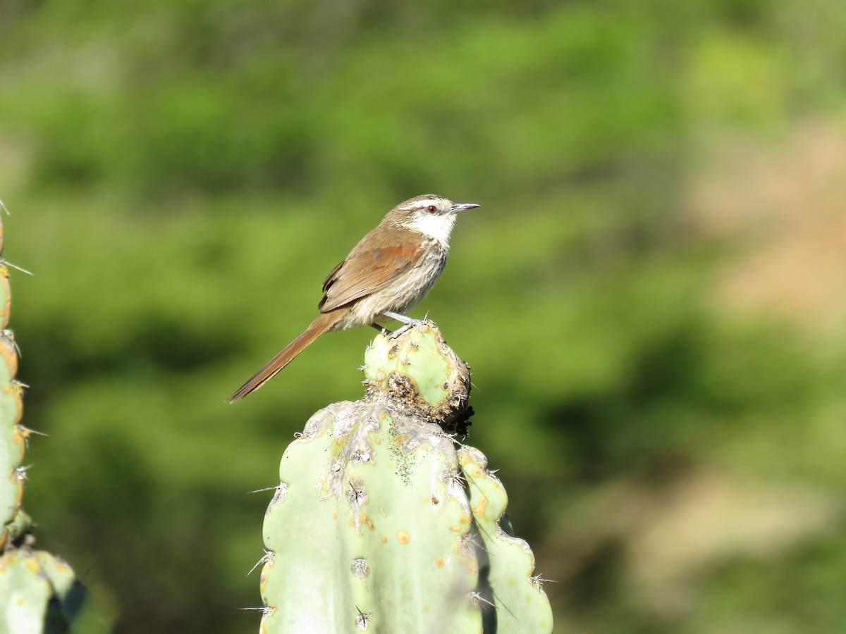 Great Spinetail - Manuel Roncal Inca Finch