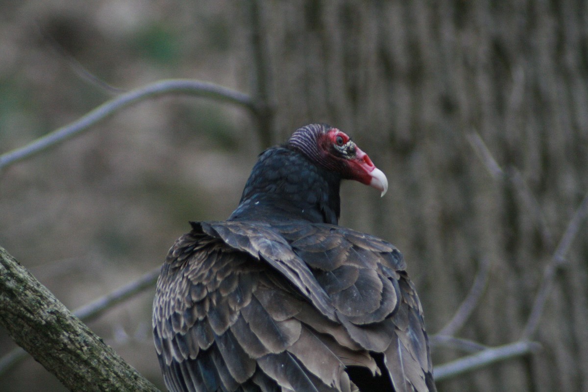 Turkey Vulture - ML94643701