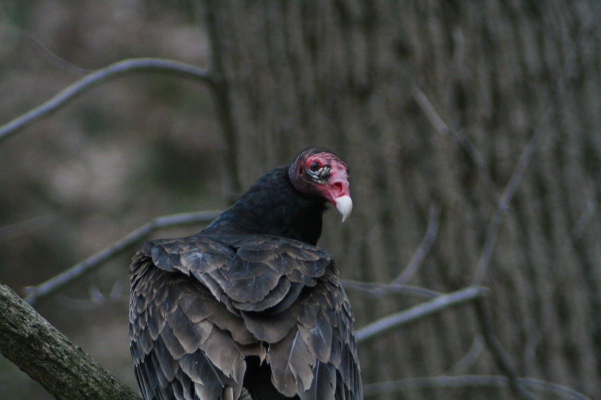 Turkey Vulture - ML94643771