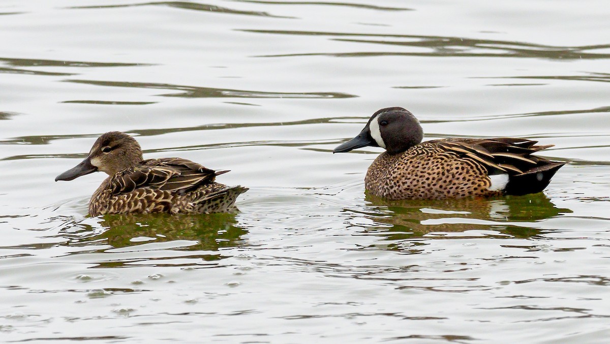 Blue-winged Teal - ML94644331